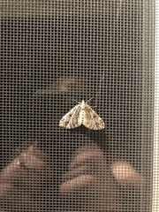 Lepidoptera