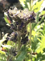 Phacelia lyallii