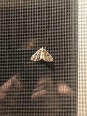 Lepidoptera