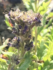 Phacelia lyallii