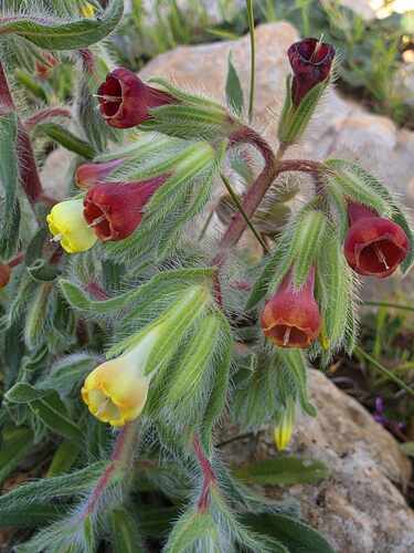 Onosma cyrenaica