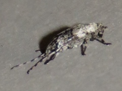 Sternidius mimeticus