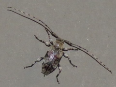 Sternidius mimeticus