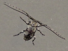 Sternidius mimeticus