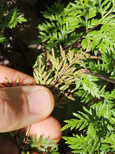 Image of Carlotta Hall's Lace Fern (Aspidotis carlotta) by no rights reserved