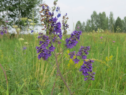 Alpine Larkspur
