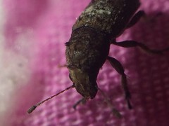Toxonotus cornutus