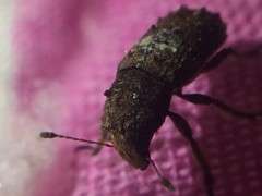 Toxonotus cornutus