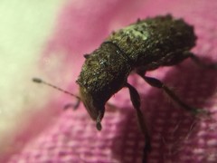 Toxonotus cornutus