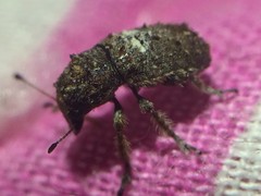 Toxonotus cornutus