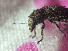 Toxonotus cornutus