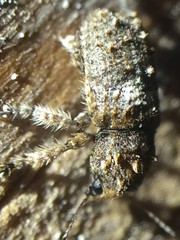Toxonotus cornutus