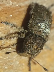 Toxonotus cornutus