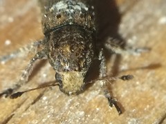 Toxonotus cornutus