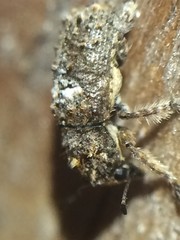 Toxonotus cornutus