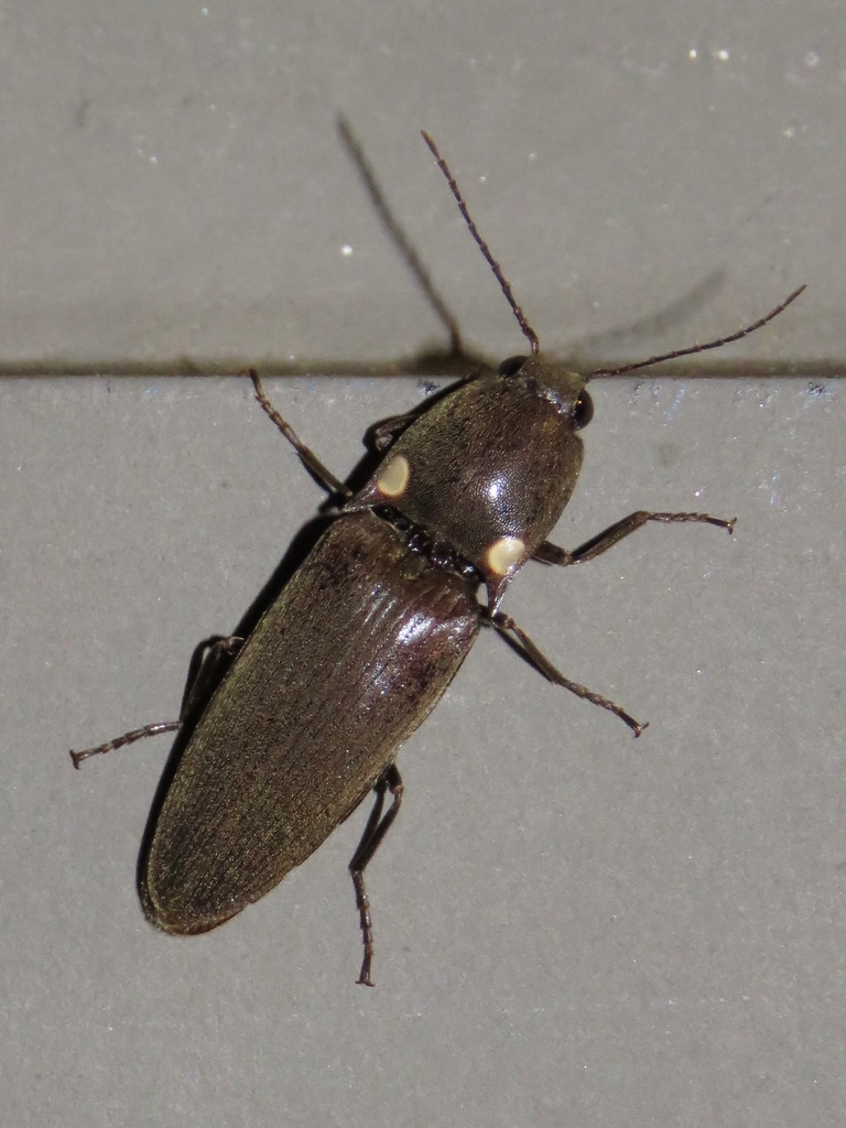 Headlight Beetles