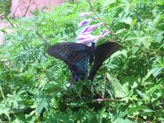 Papilio maackii