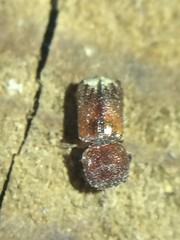 Xylobiops texanus