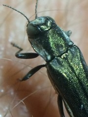 Agrilus macer