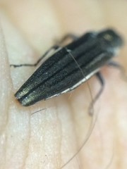 Agrilus macer