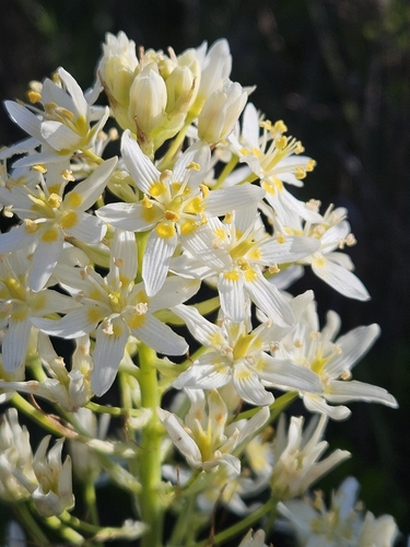 Zygadenus fremontii (Toxicoscordion fremontii)