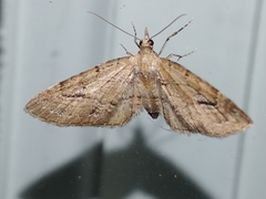 Eupithecia unicolor