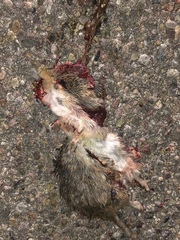 Sigmodon ochrognathus