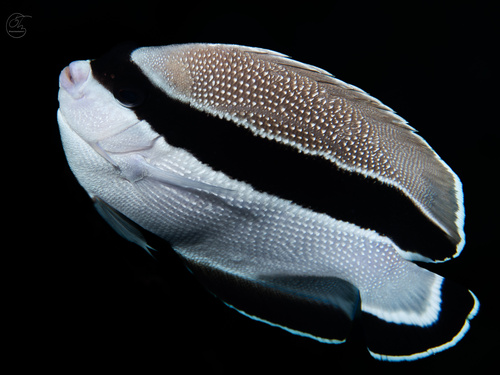Bandit angelfish (Apolemichthys arcuatus) — Pomacanthidae