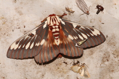 Citheronia splendens