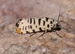 Tarache idella