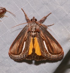 Gerrodes minatea