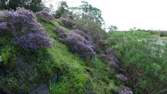 Agathosma orbicularis