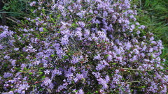 Agathosma orbicularis