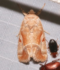 Hexorthodes accurata