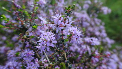 Agathosma orbicularis