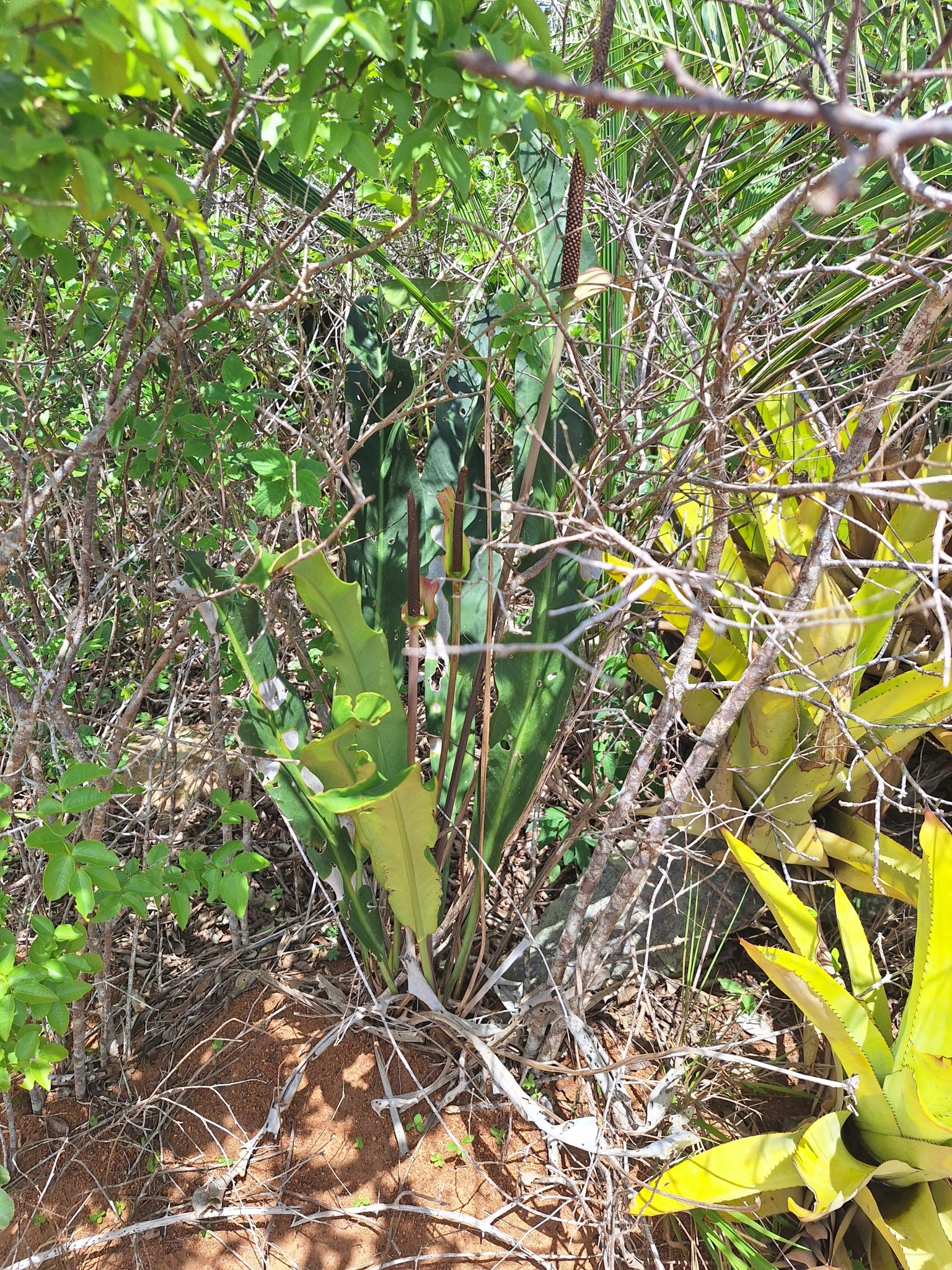 Anthurium petrophilum
