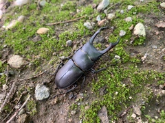 Dorcus rectus rectus