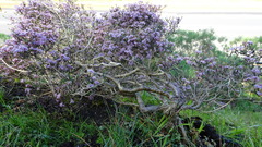 Agathosma orbicularis