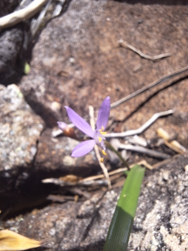 Griffinia angustifolia