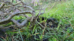 Agathosma orbicularis