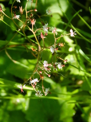 Micranthes odontoloma