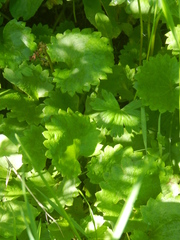 Micranthes odontoloma