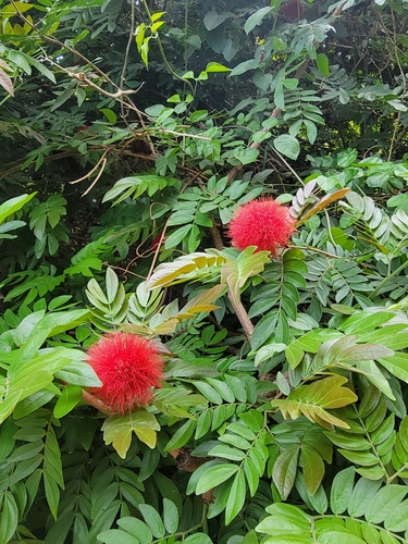 Calliandra haematocephala