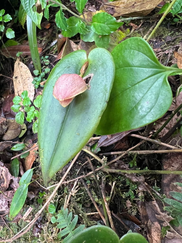Pleurothallis palliolata