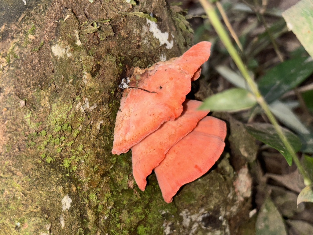 Aurantiporus pulcherrimus · March 2025 · photo: © criadamata (iNaturalist, cc-by)
