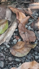 Araneomorphae