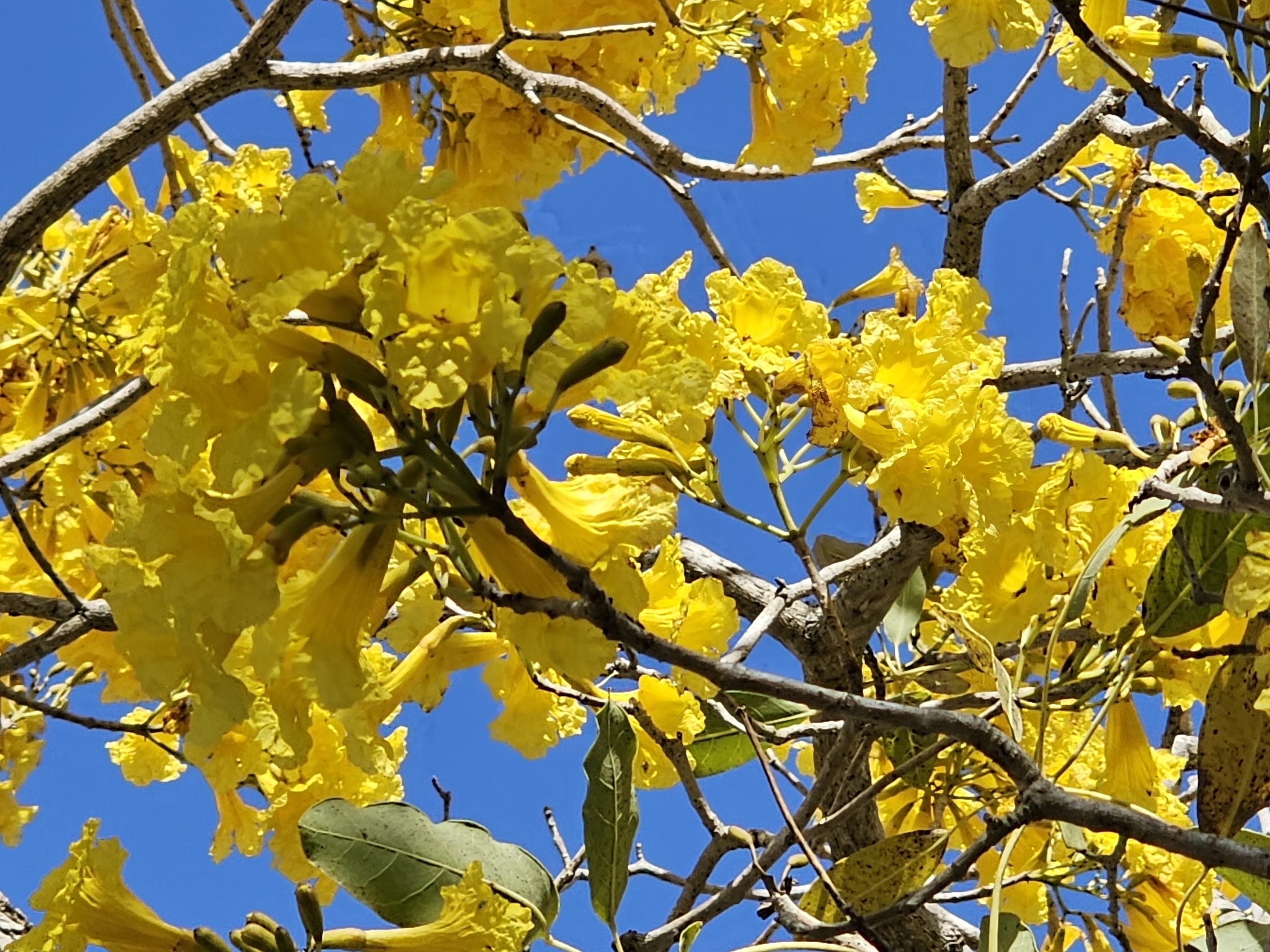 Imagem de Ipê-amarelo