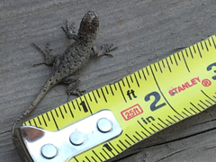 Sceloporus occidentalis