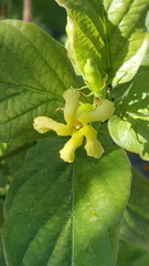 Mandevilla foliosa