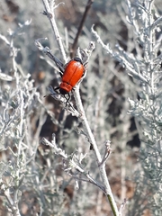 Theone silphoides